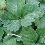 Potentilla indica Blatt