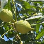 Juglans californica Плод