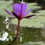 Nymphaea nouchaliCvet