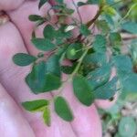 Phyllanthus tenellus Leaf