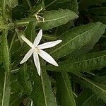 Hippobroma longiflora Цветок