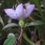 Heterotis decumbens Flower