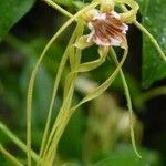 Strophanthus divaricatus Flower