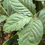Rothmannia hispida Hoja