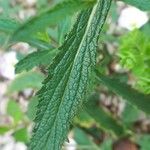 Verbena brasiliensis Blatt