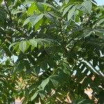 Juglans mandshurica Frunză