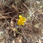 Helianthemum hirtum Flower