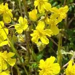 Helianthemum nummulariumFlower