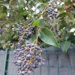 Ligustrum japonicum Fruit