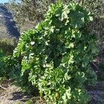 Lavatera arborea 整株植物