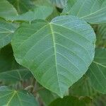 Acalypha hispida Leaf