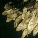 Diplotropis purpurea Fruto