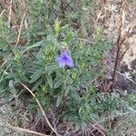 Lithodora fruticosaFulla