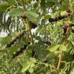 Phyllanthus reticulatus Fruit