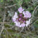Thymus vulgaris Flower