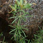 Leptosiphon floribundus Fruit