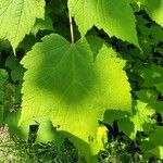 Acer spicatum Blatt