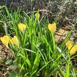 Sternbergia luteaFlower