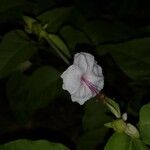 Mirabilis longiflora Flower