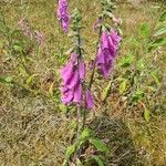 Digitalis purpureaफूल