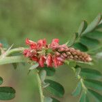 Indigofera hirsuta Λουλούδι