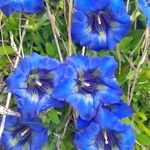 Gentiana acaulisЦвят