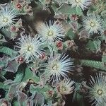 Mesembryanthemum crystallinum Flower