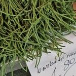 Salsola soda Hoja