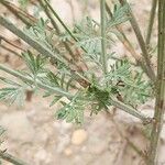 Lavandula coronopifolia Leaf