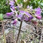 Allium campanulatum Flor