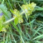 Cruciata laevipes Leaf