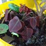 Oxalis hedysaroides Leaf