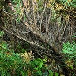 Juniperus sabina പുറംതൊലി