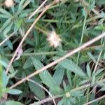 Erigeron karvinskianus Blad