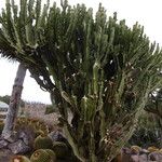 Euphorbia abyssinica موطن