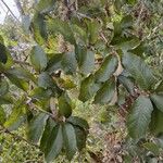 Quercus brantii Blad