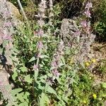 Stachys cretica Deilen