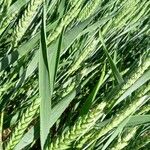 Triticum aestivum Blatt