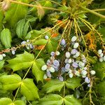 Berberis japonica Fruit