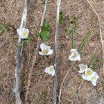 Crocus vernus 花