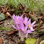 Colchicum alpinum Habit