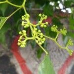 Hovenia dulcis Floare