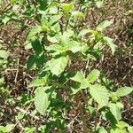 Lantana viburnoides Blad