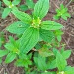 Mitracarpus hirtus Leaf