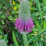 Trifolium purpureum Flower