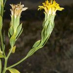 Trixis californica Flor