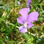 Viola lutea Flower