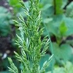Poa trivialis Flor