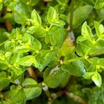 Euphorbia peplus عادت داشتن