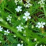 Heliosperma pusillum Flower